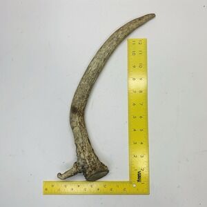 Naturally Shed Wild Moose Antler Horn Knife Carving Dog Chew Taxidermy Craft DIY